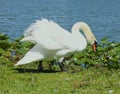 A delightful white Mute Swan swimming majestically in a small Florida lake. Royalty Free Stock Photo