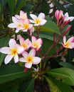 Frangipani flower Royalty Free Stock Photo