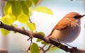 Delightfully Beautiful Nightingale Bird Perched on a Flowering Tree. Royalty Free Stock Photo