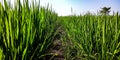 Delimiter in the ricefield