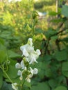 Indians bean vagitable flower its called valor papadi