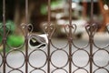 Delivery of a newspaper hang on the fence