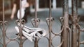 Delivery of a newspaper hang on the fence with the woman walking to keep it.16:9 style