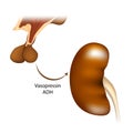 Delivery of vasopressin from the hypothalamus to the kidneys. Vasopressin regulates the tonicity of body fluids. It is Royalty Free Stock Photo
