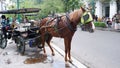 Delman or Andong is Indonesian traditional transportation, a horse-drawn carriage on the
