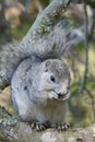 Delmarva Peninsular Fox Squirrel