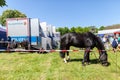 German police horse grazing on a fenced off area Royalty Free Stock Photo