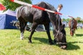 German police horse grazing on a fenced off area