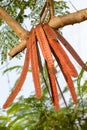 Delonix regia