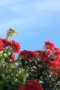 Delonix regia - a fiery tree against the blue sky. Royalty Free Stock Photo