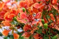 Delonix regia, Flame tree, Gul mohar Royalty Free Stock Photo