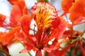 Delonix regia, Flame tree, Gul mohar Royalty Free Stock Photo