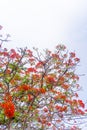 Delonix regia flower another names is Royal Poinciana, Flamboyant Tree, Flame Tree, Peacock Flower, Gulmohar in bloom Royalty Free Stock Photo