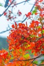 Delonix regia flower another names is Royal Poinciana, Flamboyant Tree, Flame Tree, Peacock Flower, Gulmohar in bloom Royalty Free Stock Photo