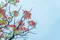 Delonix regia flower another names is Royal Poinciana, Flamboyant Tree, Flame Tree, Peacock Flower, Gulmohar in bloom Royalty Free Stock Photo