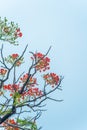 Delonix regia flower another names is Royal Poinciana, Flamboyant Tree, Flame Tree, Peacock Flower, Gulmohar in bloom Royalty Free Stock Photo