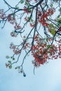 Delonix regia flower another names is Royal Poinciana, Flamboyant Tree, Flame Tree, Peacock Flower, Gulmohar in bloom Royalty Free Stock Photo