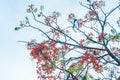 Delonix regia flower another names is Royal Poinciana, Flamboyant Tree, Flame Tree, Peacock Flower, Gulmohar in bloom Royalty Free Stock Photo