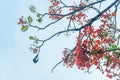 Delonix regia flower another names is Royal Poinciana, Flamboyant Tree, Flame Tree, Peacock Flower, Gulmohar in bloom Royalty Free Stock Photo