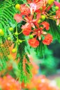 Delonix regia flower, nature, vertical