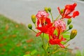 Delonix regia flower in bloom.