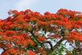 Delonix regia flowers in Vietnam Royalty Free Stock Photo