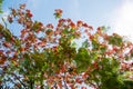 Delonix regia flowers in Vietnam Royalty Free Stock Photo