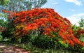 Delonix regia. General view of a flowering tree. Royalty Free Stock Photo
