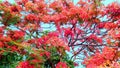 Delonix regia or gulmohar