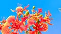 Delonix regia gulmohar krishnachura close up