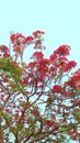 Delonix regia krishnachura gulmohar red flowers