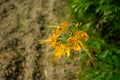Delonix regia or Krishnacura flower garden plant Royalty Free Stock Photo