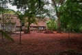 Delonix regia Petals spread all over backyard of Old bungalow Royalty Free Stock Photo