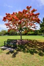 Delonix Regia and bench