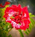 Delonix regia red colour flower blooming on the tree. Royalty Free Stock Photo