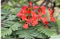 Delonix regia, Royal Poinciana, Flamboyant Royalty Free Stock Photo