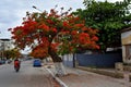 Tree of Delonix Regia. Benguela. Angola.