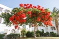 Delonix regia tree blooming red flowers Royalty Free Stock Photo