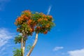 Delonix regia Tree phoenix flower with blue