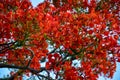 Delonix royal tree with red blooming flowers