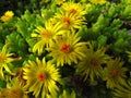 Delosperma congestum - delosperma, yellow-flowering ornate plant in spring flower bed