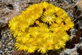 Delosperma congestum grows in the Ural steppes