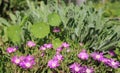 Delosperma Cooper - short stature succulents