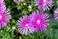 Delosperma cooperi, common names Trailing Iceplant, Hardy Iceplant, or Pink Carpet.