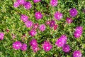 Delosperma cooperi, common names Trailing Iceplant, Hardy Iceplant