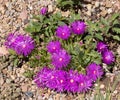 Delosperma cooperi Cooper`s Hardy Ice Plant Royalty Free Stock Photo