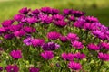 Delosperma cooperi - Purple Hardy ice plant Royalty Free Stock Photo