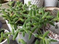 Delosperma echinatum pickle succulent plant closeup view Royalty Free Stock Photo