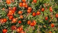 Delosperma flowers. Red flowers succulent called Delosperma