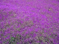 Delosperma The Hardy Purple-Pink Ice Plant